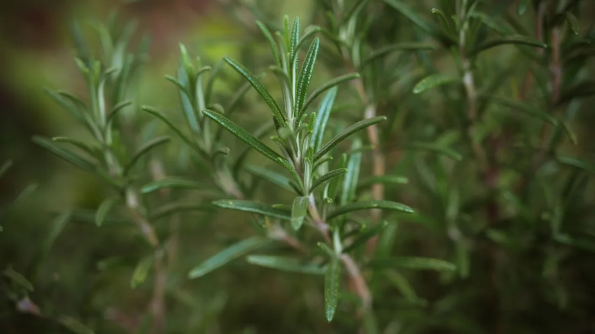 Les aromatiques faciles pour commencer