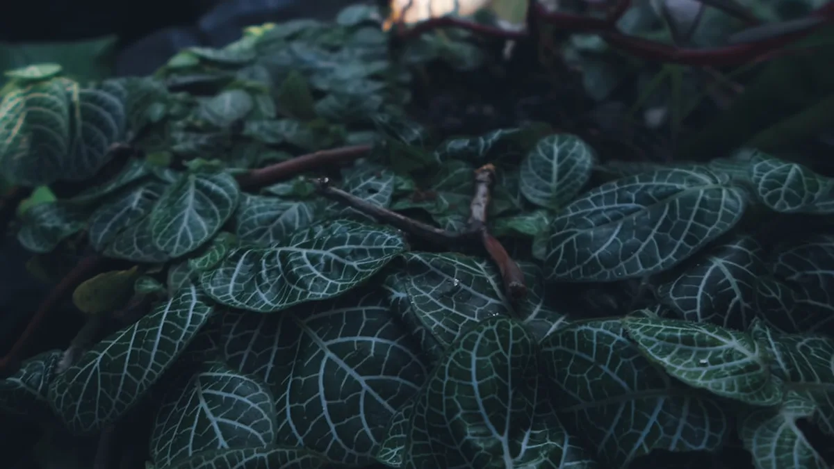 Des plantes d'intérieur pour les pièces sombres : ma méthode douce