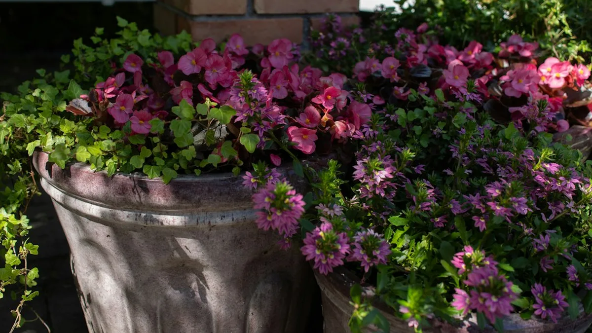 Plantes vivaces pour jardinières extérieures