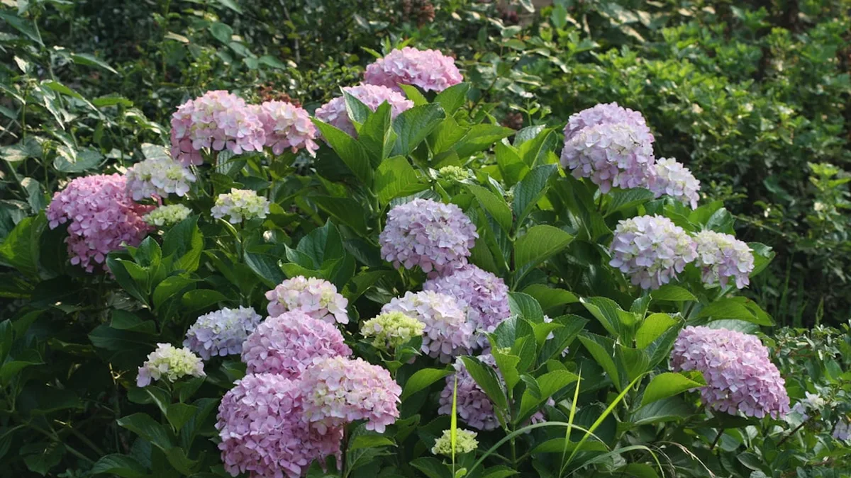 Quand et comment tailler des hortensias selon la variété